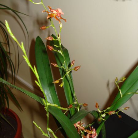 Oncidium(mihaela)